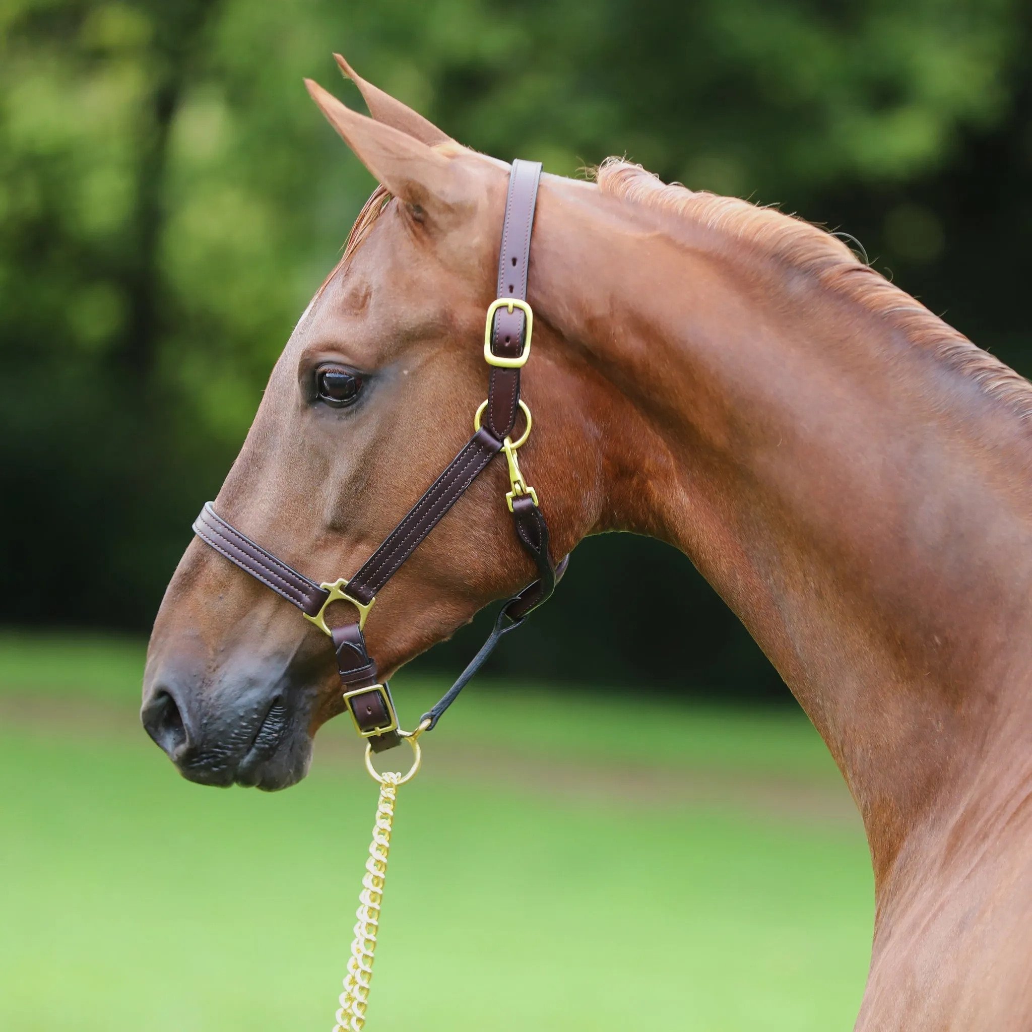 1" Triple Stitched Adjustable Chin Halter Name Plate Included